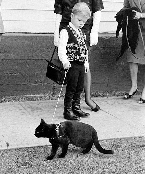 1961年好莱坞黑猫试镜会 - 空白杂志...