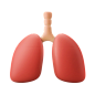 Human Lungs 3D Illustration