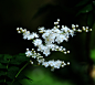 珍珠梅（学名：Sorbaria sorbifolia （L.）A. Br）
