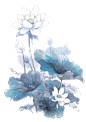 荷花04
