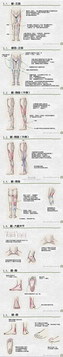 王老鑫采集到艺用人体解剖&体态&结构