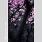 花开