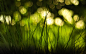 green_grass-2012_Aero_Bokeh_selected_Wallpaper_2560x1600.jpg