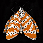 Color Moths-彩蛾图片