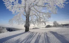 雪中的大树高清桌面壁纸