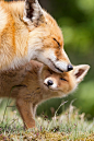 Fox Love ✿⊱╮: 