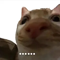 抽象猫猫表情包合集 2 - 小红书