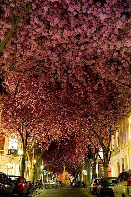 世界上最美的16棵树｜德国伯恩的樱花隧道