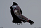 Destiny 2 Hunter Oathkeeper Arms, Roderick Weise : Here are the exotic hunter arms I worked on for Forsaken. These are the Oathkeeper exotic.