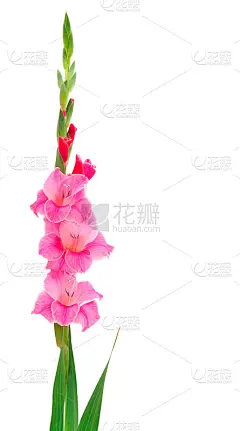 美丽的粉红色剑兰花。贺卡空白。