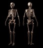 Human skeleton, Roman Adamanov : Zbrush, 3dsmax, Vray