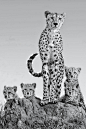 Family portrait from Africa ~ By Arun Mohanraj