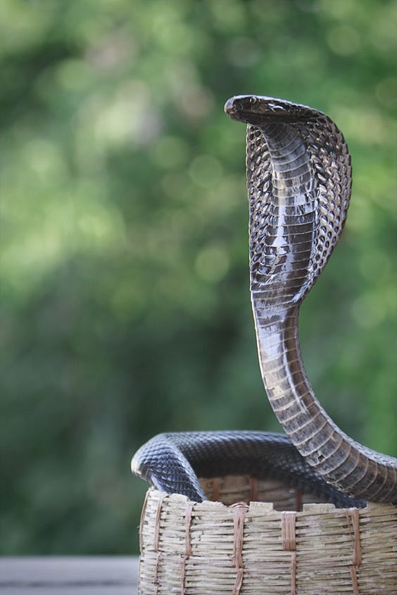 . #snakes #reptiles ...