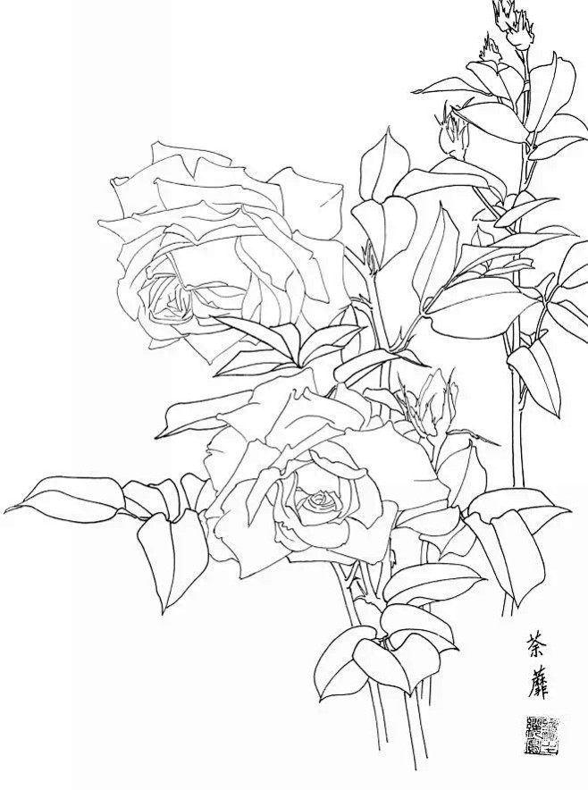  白描 · 花卉写生 