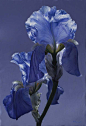 Blue Beauty