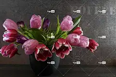 花 植物 郁金香 美丽的壁纸 自然 静物 Windows壁纸 情绪
