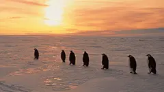 呆头呆脑的南极企鹅搞笑壁纸桌面壁纸4