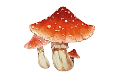 不爱吃蛋挞采集到蘑菇花环
