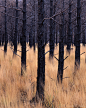 山火熄灭后的松树林  作者 Richard Childs
