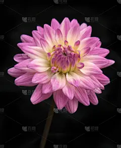 黑上紫菊花