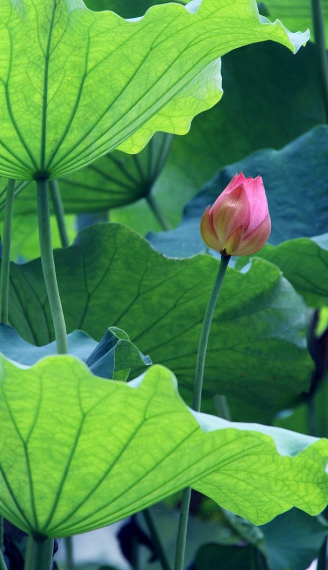 【图】荷花 - 摄影作品 - 游侠客旅游...