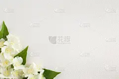 贺卡,芳香的,茉莉,白色背景,白色,清新,周年纪念卡,邀请的,国际妇女节,我爱你