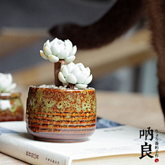 茶香一缕1518采集到花儿及微景观