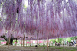 The Most Beautiful Wisteria Tree in the World : In Ashikaga Flower Park in Tochigi, Japan sits an incredibly gorgeous wisteria tree that's often referred to as the most beautiful in the whole world. The largest and oldest in Japan, the tree is the main at