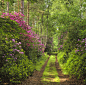 森林的小路，马里，苏格兰
Forest Path, Moray, Scotland