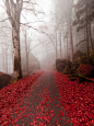 Autumn path, Lombardy, Italy