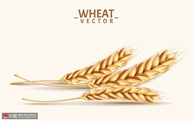 天然谷物成熟麦子装饰素材美食海报图片下载...