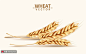 天然谷物成熟麦子装饰素材美食海报图片下载-优图网