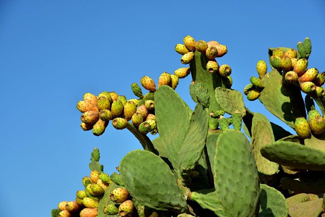 理科生的护肤必修课：扭刺仙人掌茎提取物的...