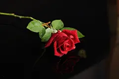 爱情，妇女节背景，女生节背景，花朵，情人节背景，情侣，love，红色玫瑰花，七夕节背景，鲜花，爱情，玫瑰花，情人节背景，818A4572 – 饿狐背景网站-微距高清设计素材免费图片下载海报壁纸摄影背景素材，背景图，背景墙，背景板，背景图片，背景纹理，背景板设计，背景材质，背景大图