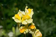花“金鱼草”。宏
