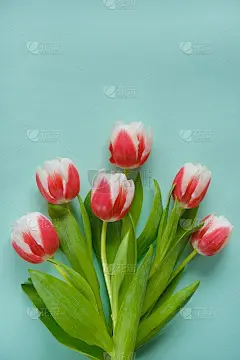 郁金香花。一束红白郁金香，背景是薄荷叶。春天的花。平铺，俯视图，拷贝空间。