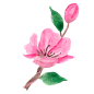 水彩樱花花卉PNG免抠图