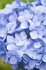 绣球花