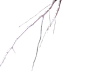 树枝