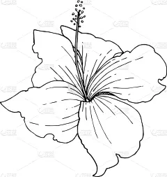 黑色,热带的花,木槿属,铅笔,壁纸,植物群,春天,花,剪影