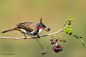 红耳鹎 Pycnonotus jocosus 雀形目 鹎科 鹎属
Red-whiskered Bulbul by Sai Adikarla on 500px
