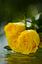  yellow roses 