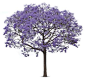 tree jpg plan jacaranda - Pesquisa do Google