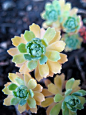 Sedum pachyclados(白钻石) #多肉植物# ≖‿≖✧8号抹茶-收集