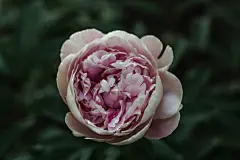 牡丹花高清摄影素材