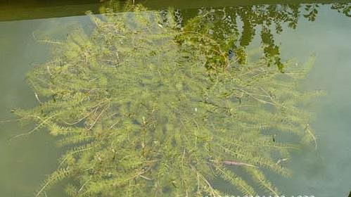 沉水植物-黑藻2.jpg