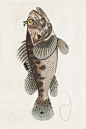 鱼类图鉴●石斑鱼