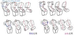 C0nEYHl3采集到胸腔和胯部