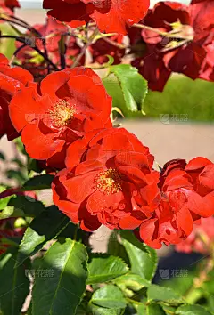 山茶花花