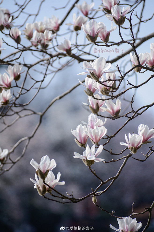 玉兰花